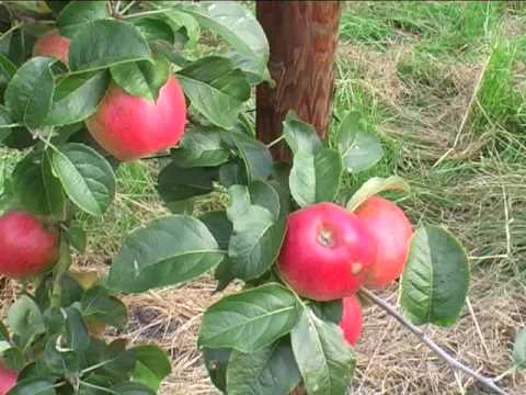 Apfelbaum vermehren - Teil 1
