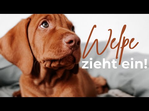 Welpe zieht ein 🐶😭♥️ I Magyar Vizsla I vom Kennenlernen bis zum Abholtag