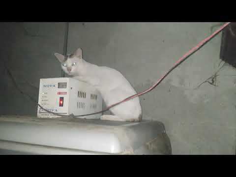 Lazy cat sleeping in the storeroom instead of catching rat