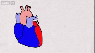 What Happens to your Heart when you Exercise - The Human Body - A User's Guide