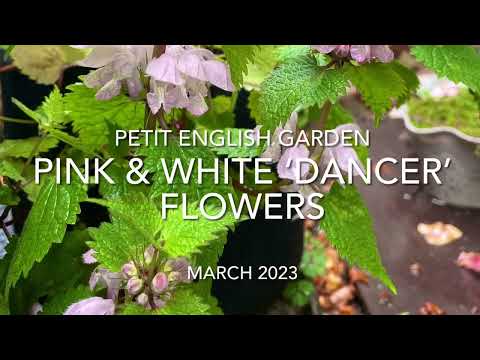 オドリコソウは食用ですか? 植物