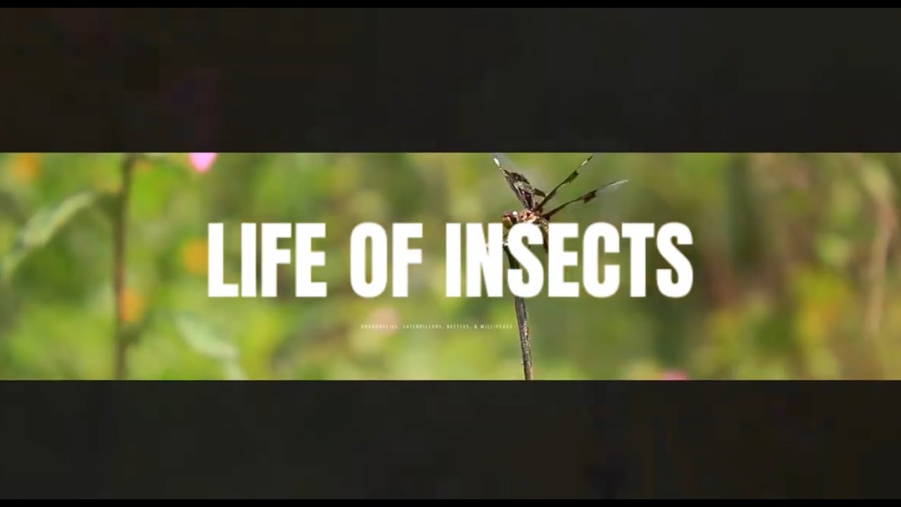The Fascinating World of Dragonflies, Beetles, and Millipedes