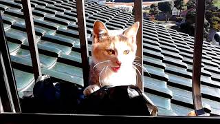 2階まできた猫その1