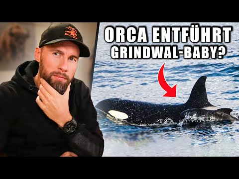 ENTFÜHRT oder ADOPTIERT? Orca mit Grindwal-Baby gesichtet | Robert Marc Lehmann