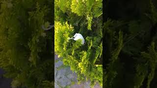 Bafra’da Yol Kenarlarına Atılan Maskelere Tepki!