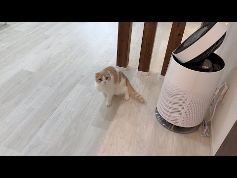 ひとりぼっちでお留守番することになった寂しがり屋な弟猫がこうなっちゃいました…