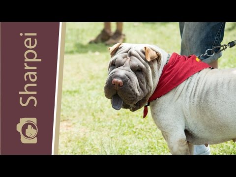 Shar Pei gyógyszer férgek ellen