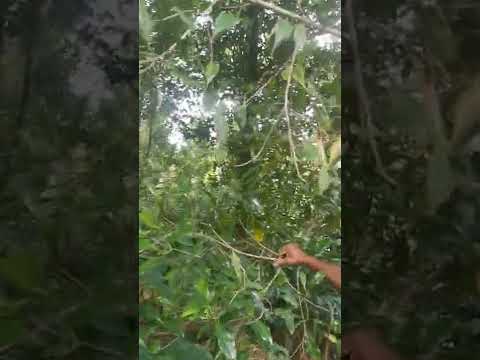 Natural Whole Clove- Kerala Farm- Pesticide Free, Packaging Size: 5 Kg