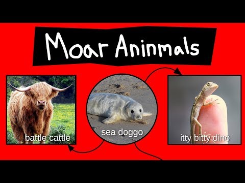 Even Moar Aninmal Names