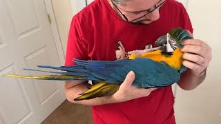 Holding Parrot Like a Baby � 11 Year Old Macaw
