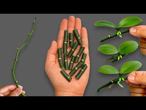 Secret to Easily Propagating Orchids Right on the Branch and Blooming All Year Round!