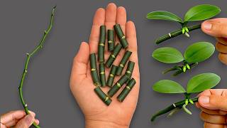 Az orchideák egyszerű szaporításának titka közvetlenül az ágon, és egész évben virágzik!