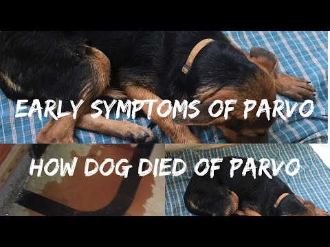 Early symptoms of PARVO | Tips to save your dog and HOW MY DOG DIED OF PARVO