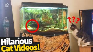 animales Vídeo con gatos cómicos