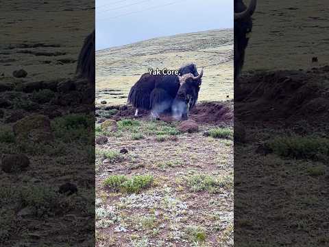 Yak Core#yak #cow #fyp #funny #pov
