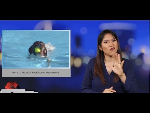 Ways to protect your dog in the summer (ASL - 7.11.19)