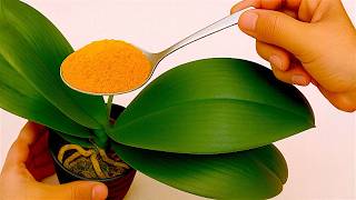 1 Spoon a Week! Suddenly Your Orchid Is Producing New Roots and Flowers All Year Round