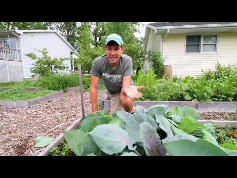 Why Your Garden Has SLUGS and SNAILS + How to Prevent Them