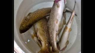 Trout Fishing Day 2