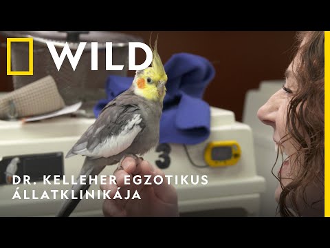 Dr. Kelleher egzotikus állatklinikája március 15-től vasárnaponként 18:00 National Geographic WILD