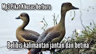 Download lagu Suara pikat / pemanggil burung belibis durasi panjang mp3