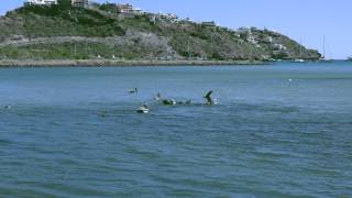 preview picture of video 'Pelicans fishing'