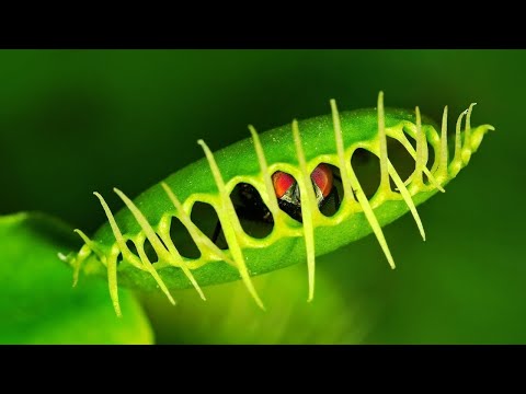 See Plants That Spiders and Snails Eat