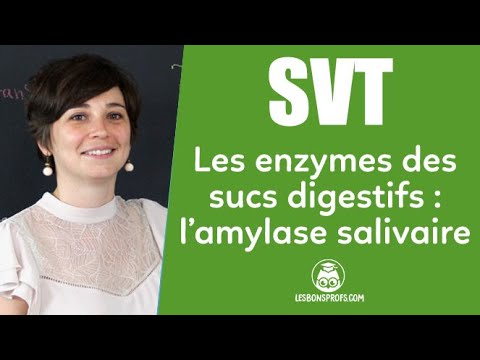 Les enzymes des sucs digestifs, exemple de l'amylase salivaire