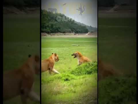 Hyena vs Lion. The battle for supremacy on the savanna