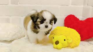 ハーフ犬の動画01