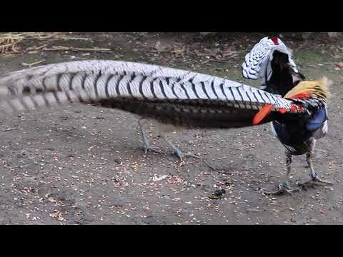 Lady Amherst's pheasant display