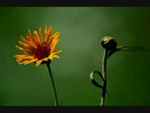 O Senhor é meu Pastor