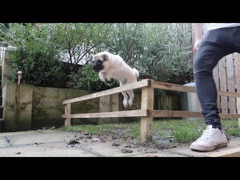 Pablo the jumping pug.