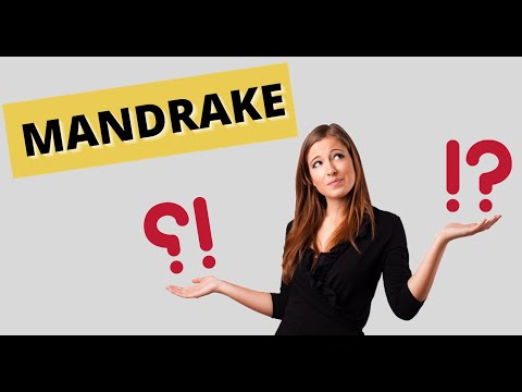 Mandrake: Já ouviu falar? Entenda o que significa