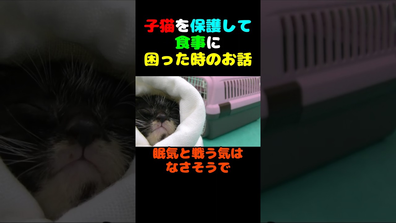 子猫を保護して食事に困った時のお話し  #保護猫 #子猫 #kitten