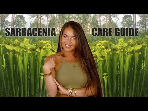 THE COMPLETE SARRACENIA CARE GUIDE 🌱(( PITCHER PLANT ))