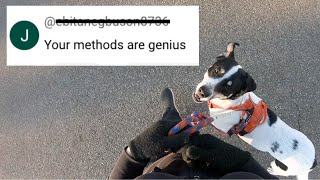 Training a Reactive Dog That Pulls on Leash: Louie Update
