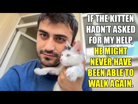 Den lille kattungen som jeg reddet fra å bli lammet takker meg.  (funnet bortkommen kattunge )