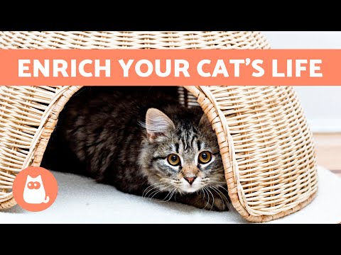 ENVIRONMENTAL ENRICHMENT for CATS 🏠🐈 What You Need to Consider