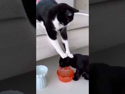 Cats with pawerful aura