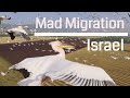 Mad Migration Bird Migration Above Israel 4K
