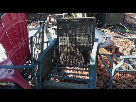 Leaves & Old Fruit Attract Rats to Home in Jackson, NJ