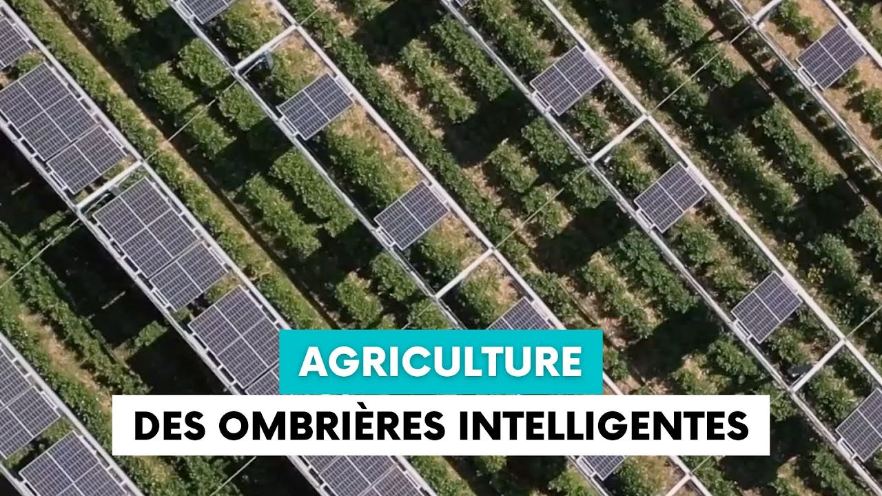 Des ombrières intelligentes pour aider les agriculteurs face à la canicule