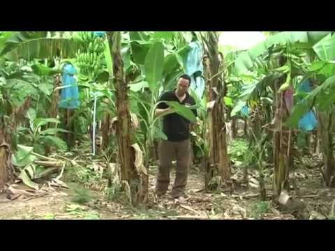 Where do bananas come from? See how they are grown and harvested for Riverford.
