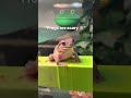 Frogs Are Scary Frogs Scary Shorts