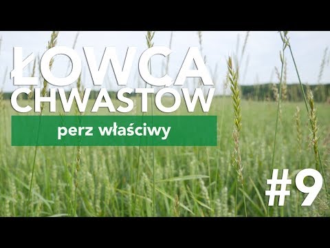 Łowca Chwastów (odc. 9) – perz właściwy