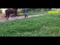 Horse Mating Full Video Penis Of Horse Got Stuck