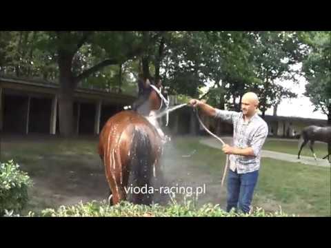 Gon. III (N. Amuratha) - 8.09.2018 - Sahm Al Khalediah (Nayef Al Khalidiah -   Sabbat Al Khalidiah)