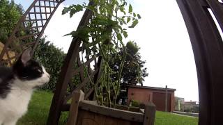 Download lagu GOPR9356 mp3 Download lagu GOPR9356 mp3