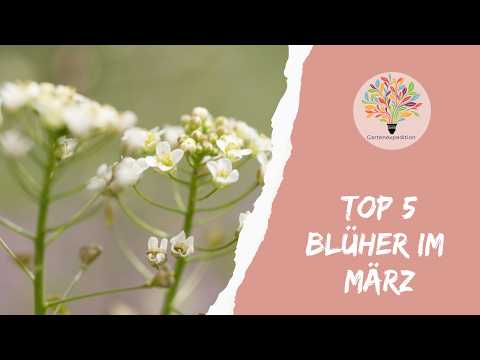 Diese 5 Frühblüher füttern Wildbienen, wenn sonst noch nichts blüht - Gartenexpedition #naturgarten